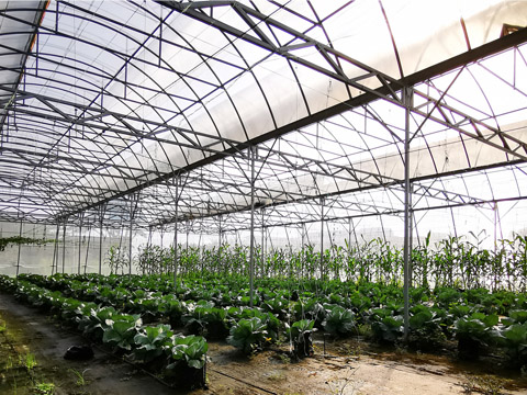 Galvanized wire agricultural greenhouse