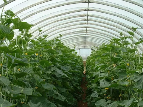 Agricultural greenhouse support and fixation