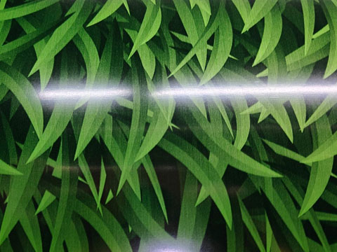 Surface details of the grass-patterned steel coil